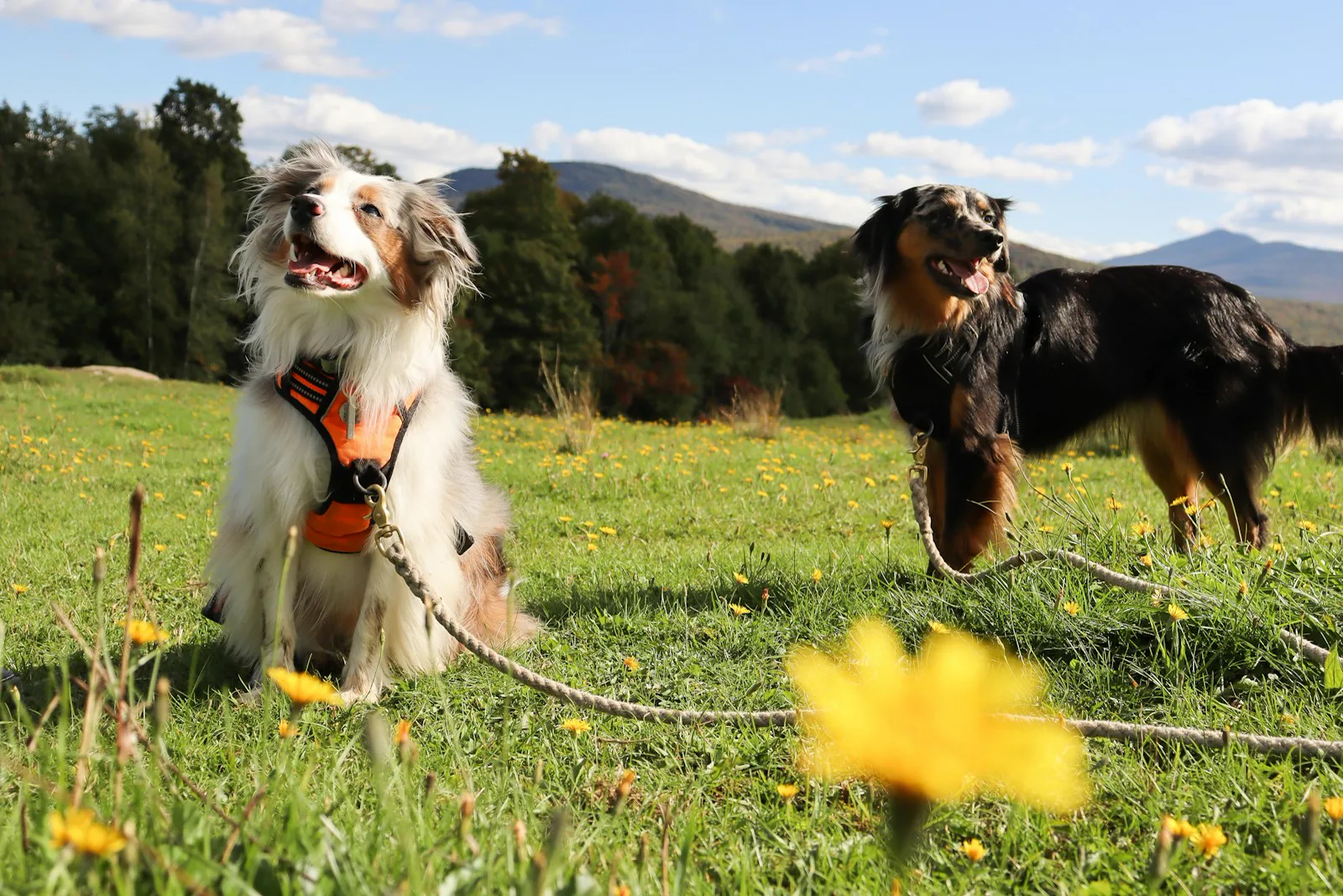 Two Australian Shepherds standing in a sunny field.