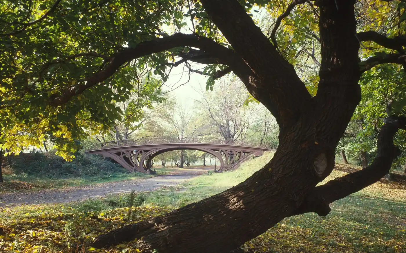 A path beneath a spreading tree in Central Park, New York